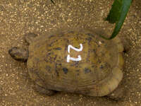 spur-thighed tortoise Gibraltar, Algeciras, Cadiz, Andalucia, Spain, Europe