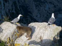 sea gull and monkey Tangier, Algeciras, Gibraltar, Mediterranean Coast, Cadiz, Morocco, Spain, Gibraltar, Africa, Europe