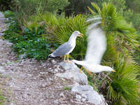 dynamic sea gull Tangier, Algeciras, Gibraltar, Mediterranean Coast, Cadiz, Morocco, Spain, Gibraltar, Africa, Europe