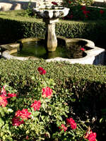rose garden Malaga, Andalucia, Spain, Europe