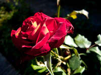 beautiful rose Malaga, Andalucia, Spain, Europe