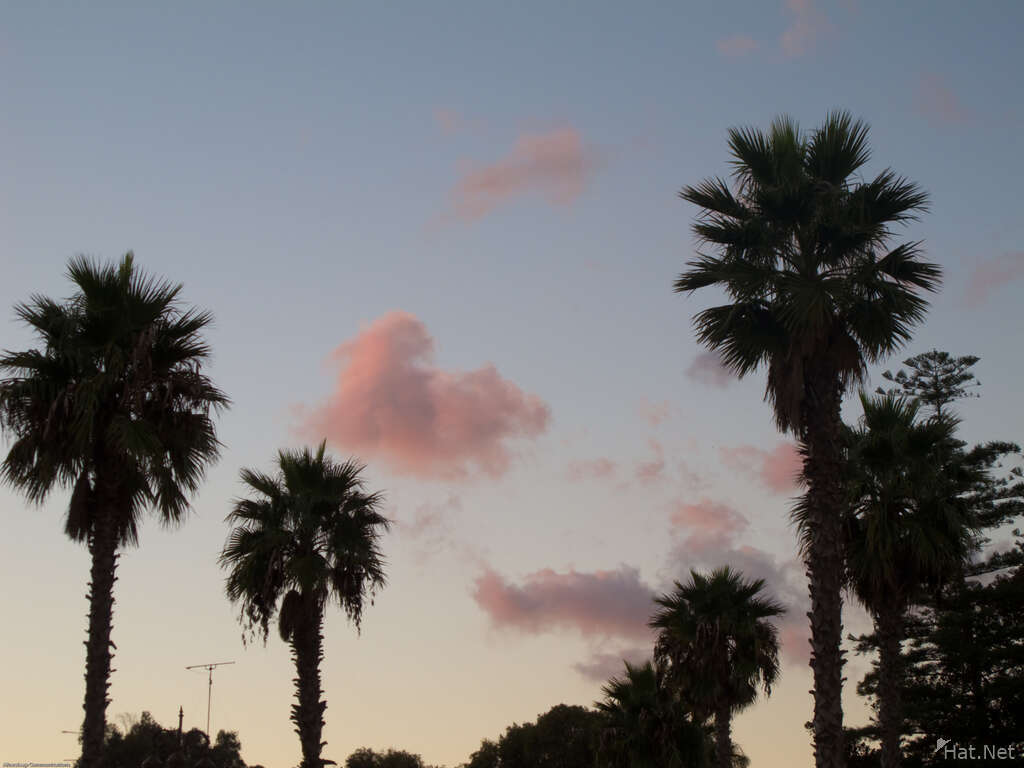 palm tree under sunset sky