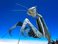 iron mantis Black Rock City, Neveda, USA, North America